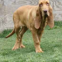 Bloodhound and Mastiff Puppies from Teoc Bloodhounds and Mastiffs