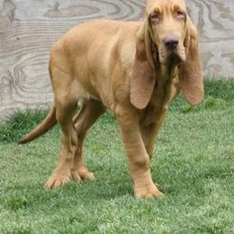 Bloodhound and Mastiff Puppies from Teoc Bloodhounds and Mastiffs
