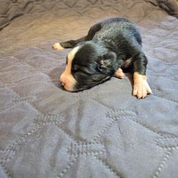 Cleaver - Black tri-color male Australian Shepherd puppy in Abilene, Texas from S&K Aussies N' Rotties