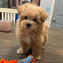 Dirk - Apricot male Maltipoo puppy in Lebanon, Kentucky from Mosaic Merle Doodles