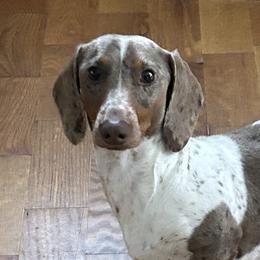 Dachshunds from Dachshund’s of Elko Farms
