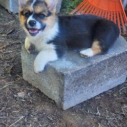Pembroke Welsh Corgi Puppies from Rees Corgis
