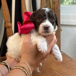 Maroon - Brown and white female Bernedoodle puppy in Curtice, Ohio from The Pink Doghouse