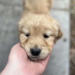 Dachshund and Golden Retriever Puppies from Wyo Dachshunds & Goldens