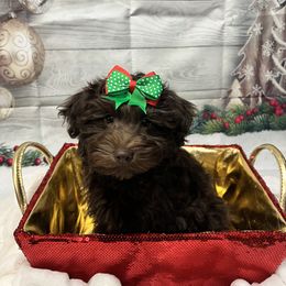 JP#3 - Brown Schnoodle puppy in Benson, North Carolina from A Bundle of Love