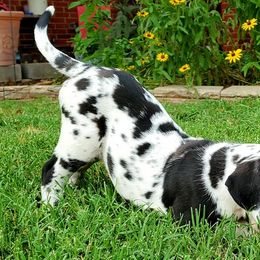 Great Danes from Bois D'Arc Danes