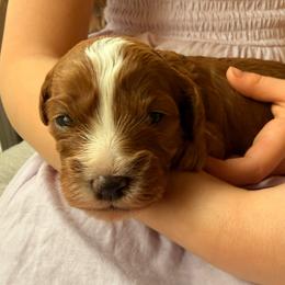 Jelly - Red female Cavapoo puppy in Acworth, Georgia from Cumberland Cavaliers