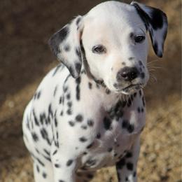 Female 6 - White and liver brown female Dalmatian puppy in Lake Mathews, California from Bully Market
