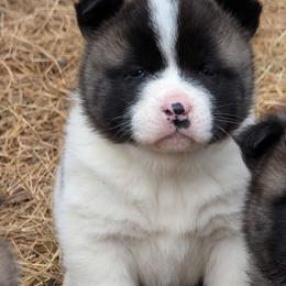 Yuri's Girl 3 - White female Akita puppy in South Carolina from Sierra Mountain Akitas