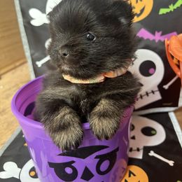 Pomeranian Puppies from Perez Pomeranians