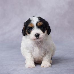 Arie - Tri-color female Cavapoo puppy in Apple Creek, Ohio from Grandeur Valley Puppies