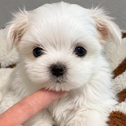TIGGER KOREAN DOLL FACE - White male Maltese puppy in Orlando, Florida from Denise’s Puppies