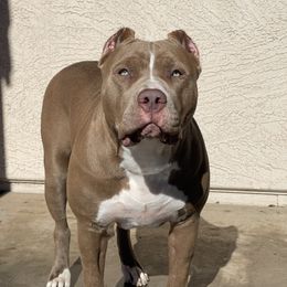 American Bully Puppies from Forgiati American Bullies