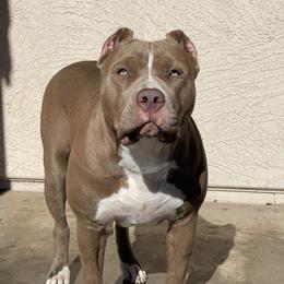 American Bully Puppies from Forgiati American Bullies
