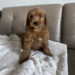 Goldendoodle and Poodle Puppies from Poodle lovers