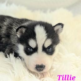 Tillie - Black and white female Siberian Husky puppy in Hebron, Kentucky from Glacier Run Huskies