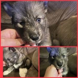 Black or agouti red female - Black female Siberian Husky puppy in Wheeling, West Virginia from Powells Huskies