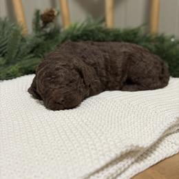 Wesson - Chocolate male Goldendoodle puppy in Zeeland, Michigan from Dandelion Lane Doodles
