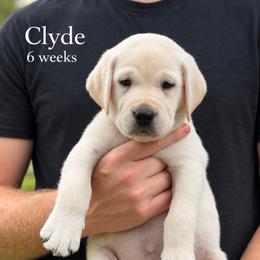 Clyde - Yellow male Labrador Retriever puppy in Camp Verde, Arizona from Cecil's Arizona Labradors