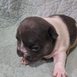 Nova (Girl 2) - White female French Bulldog puppy in Cabool, Missouri from Shannon French Bulldogs