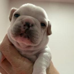 Blue collar boy - Cream male French Bulldog puppy in Clinton, Tennessee from Summer Rose
