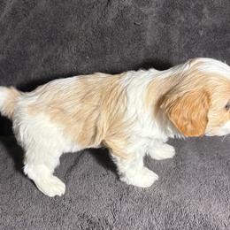 Cavalier King Charles Spaniel and Miniature Schnauzer Puppies from Lennox Thompson