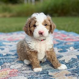 Red Boy - Brown and white male Bernedoodle puppy in Fort Gibson, Oklahoma from Waggle Doodles