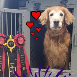 Stella - Golden Retriever