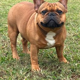 Casino - French Bulldog