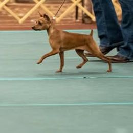 Vanya - Miniature Pinscher