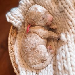Pink Collar - Cream female Goldendoodle puppy in Corona, California from West Coast Goldendoodles
