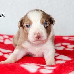 Cash - Red merle male Australian Shepherd puppy in Crane, Missouri from Westrip Angus & Aussies
