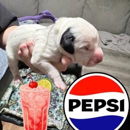 Pepsi - White and black female Dalmatian puppy in Des Moines, Iowa from Spot Splattered Dalmatians