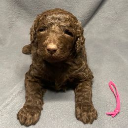 Athena - Brown female Poodle puppy in Travelers Rest, South Carolina from Cotton Top