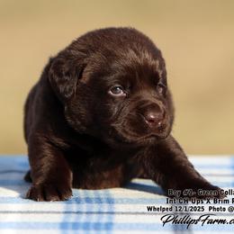 Brim Boy 1 - Chocolate male Labrador Retriever puppy in Point, Texas from Lakylu Kennels