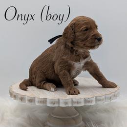 Onyx - Red  male Goldendoodle puppy in Beverly Hills, Florida from Bundle of Joy Doodles