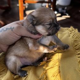 Thor - Red sable male Pomeranian puppy in Harrisonville, Missouri from Cindy's Pomeranians