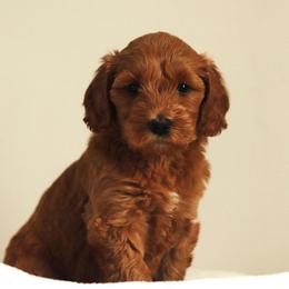 Double Doodle and Goldendoodle Puppies from GoldendoodlePaw