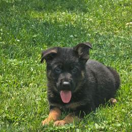 Mr Black - Black and red male German Shepherd puppy in Sumner, Iowa from Vom Wilke Kennels