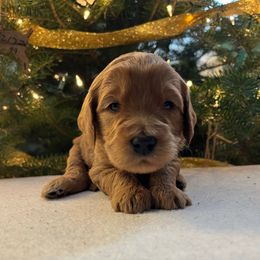 Ralphie - Apricot male Goldendoodle puppy in Goshen, Ohio from Land of Goshen Doodles