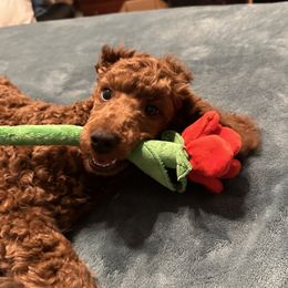 Caspian - Poodle