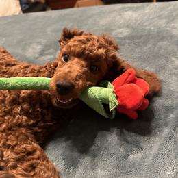 Caspian - Poodle