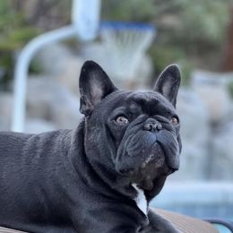 French Bulldogs from Zephyr Frenchies
