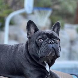 French Bulldogs from Zephyr Frenchies