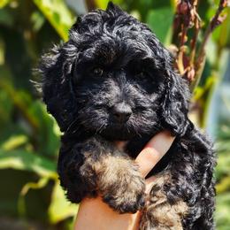 Coral - Black and tan female Cockapoo puppy in Indiahoma, Oklahoma from Phamily Doodles