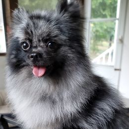Jigsaw - Pomeranian