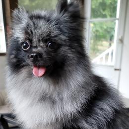 Jigsaw - Pomeranian