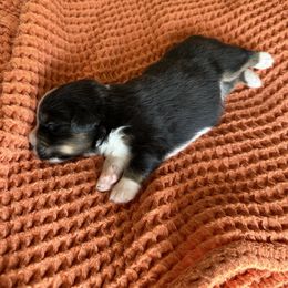 Miniature Australian Shepherd Puppies from Wild Outlaw Aussies