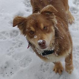 Annie - Australian Shepherd