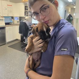 Jesco - Fawn male Boxer puppy in Aurora, Indiana from Hogan Creek Boxers